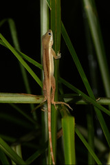 Anolis krugi