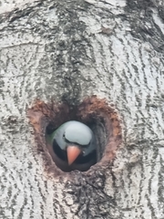 Psittacula alexandri