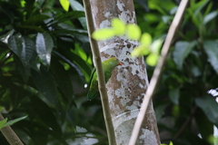 Loriculus beryllinus