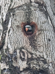 Psittacula alexandri