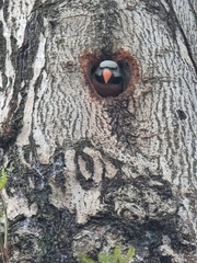 Psittacula alexandri