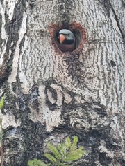 Psittacula alexandri