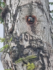 Psittacula alexandri