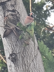 Psittacula alexandri