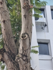 Psittacula alexandri