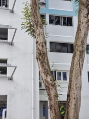 Psittacula alexandri