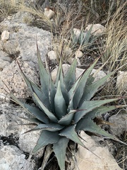 Agave parryi