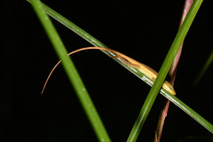 Anolis krugi