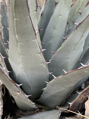 Agave parryi