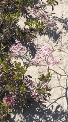 Limonium peregrinum