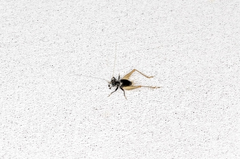 Trigonidium cicindeloides