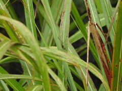 Nisitrus