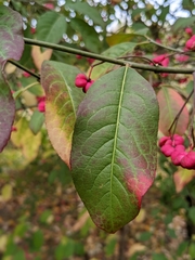 Euonymus europaeus