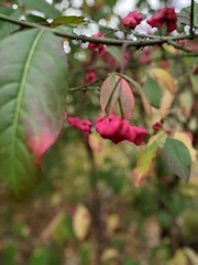 Euonymus europaeus