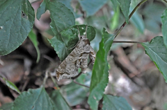 Chloroclanis virescens
