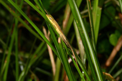 Anolis krugi
