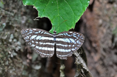 Pseudoneptis bugandensis