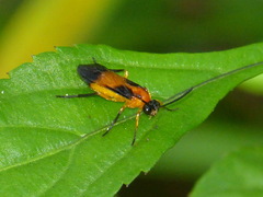 Argidae