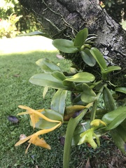 Epidendreae