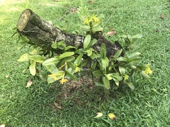 Epidendreae