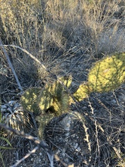 Opuntia strigil