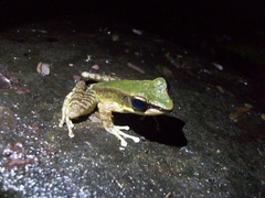 Odorrana hosii