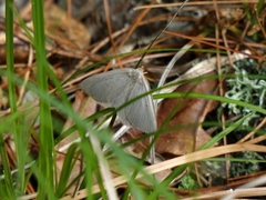 Macaria argillacearia