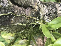 Epidendreae
