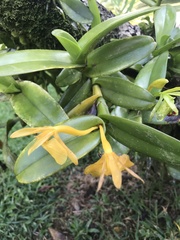 Epidendreae