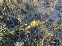 Opuntia strigil
