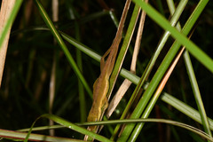 Anolis krugi