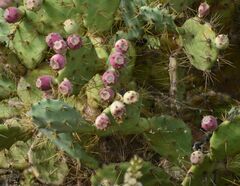 Opuntia stricta