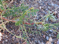 Astragalus