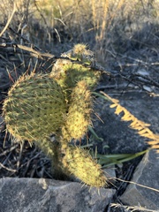 Opuntia strigil