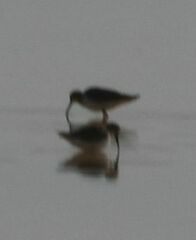 Calidris alpina