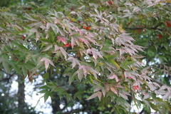 Acer wilsonii