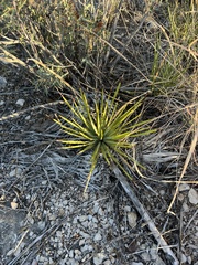Yucca reverchonii