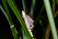 Eleutherodactylus