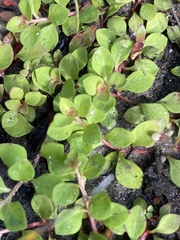 Ludwigia repens