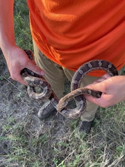 Pantherophis emoryi