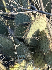 Opuntia strigil