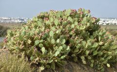 Opuntia stricta
