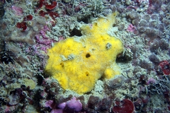 Clathria compressa