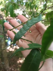 Xylophanes chiron