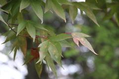Acer wilsonii
