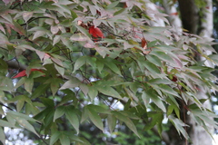 Acer wilsonii