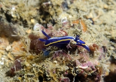 Felimare fontandraui