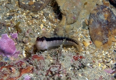 Parablennius rouxi