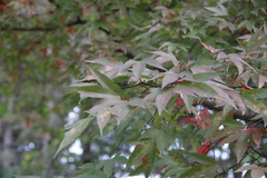 Acer wilsonii