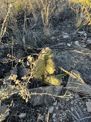 Opuntia strigil